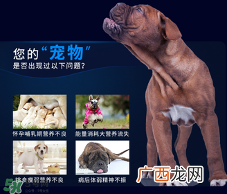 狗狗营养膏一天吃几次？狗狗营养膏一天喂多少？