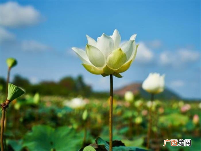赏花发朋友圈怎么配文 朋友圈晒花草的说说