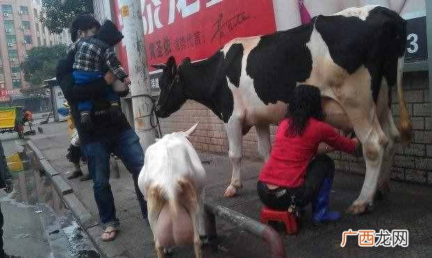 鲜奶吧都卖什么牌子好（鲜奶吧加盟都有哪些品