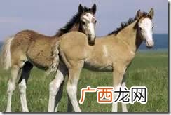 马油的作用,尊马油怎么用效果最好