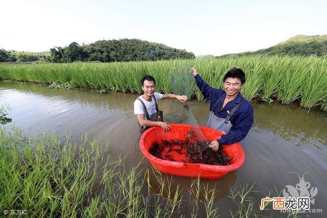 范县小龙虾养殖基地 湖南河虾养殖基地