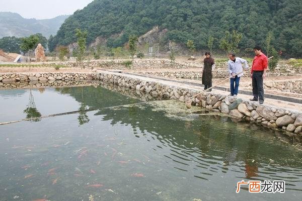 清水鱼养殖基地 湖南清水鱼养殖场
