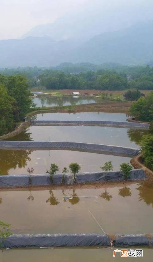 清水鱼养殖基地 湖南清水鱼养殖场