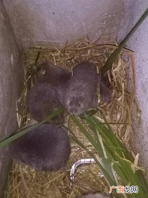 永州哪里有竹鼠养殖场 湖南永州竹鼠养殖
