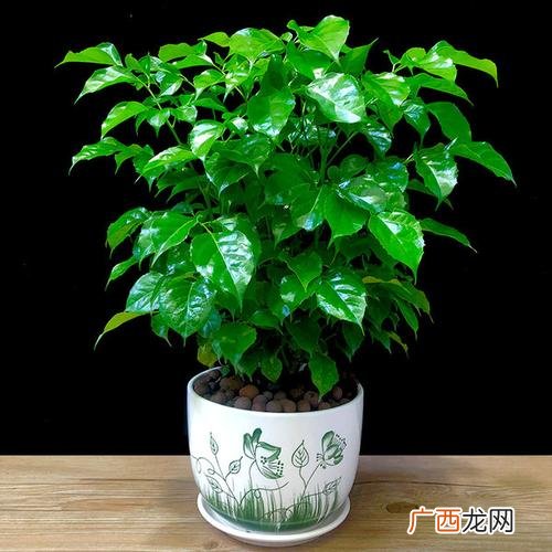 招财猫花卉养殖技术 花卉养殖经验