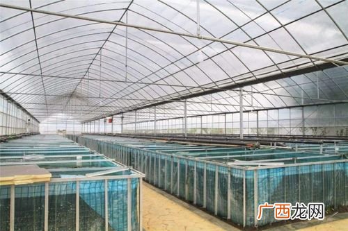 鳝巢养殖黄鳝技术视频 黄鳝大棚养殖技术