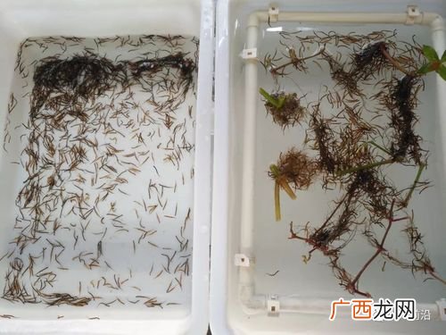 一平方能养多少斤黄鳝 黄鳝养殖巢