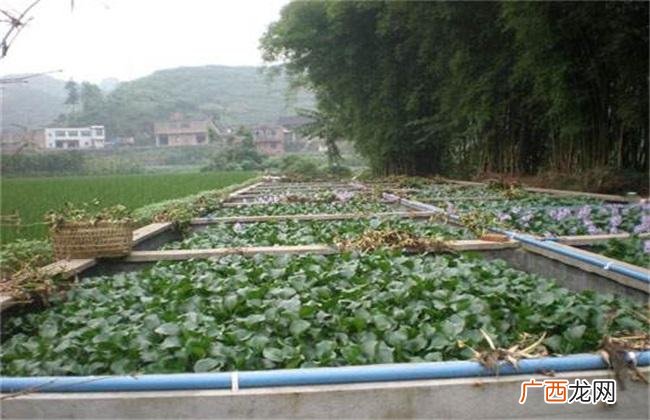 网箱养殖黄鳝技术 黄鳝养殖大棚怎么建
