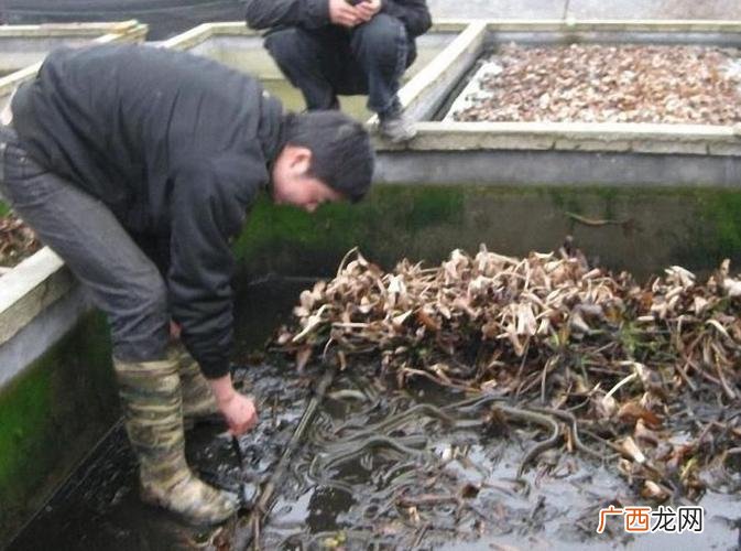 网箱养殖黄鳝技术 黄鳝养殖大棚怎么建