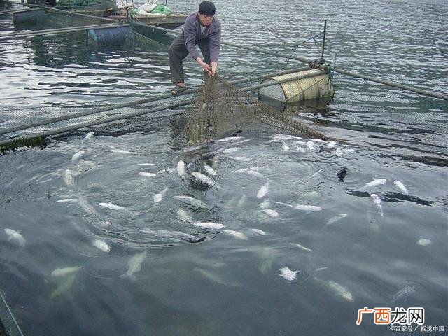 主养花鲢鱼每亩放苗多少 ?t鱼池塘养殖