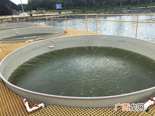 主养花鲢鱼每亩放苗多少 ?t鱼池塘养殖