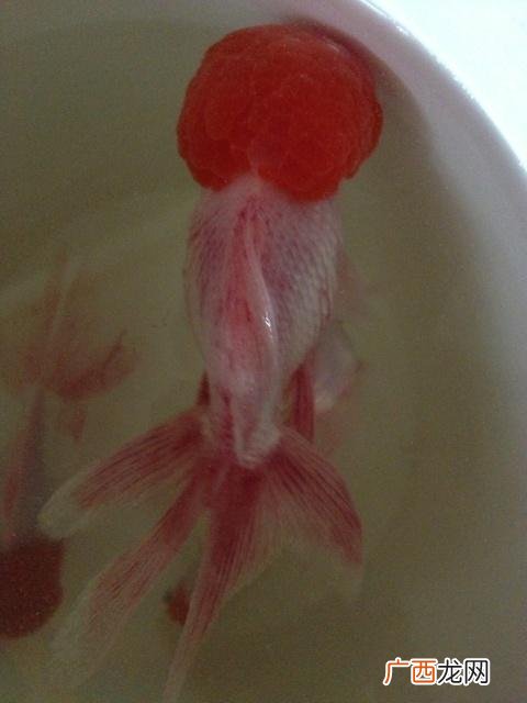 鳊鱼养殖视频 ?t鱼丨养殖视频