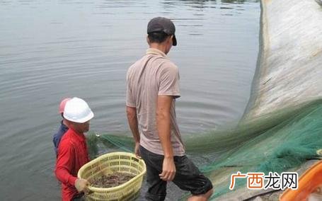 鳊鱼养殖视频 ?t鱼丨养殖视频