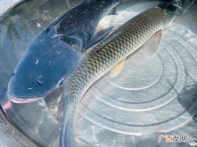 鳊鱼养殖视频 ?t鱼丨养殖视频