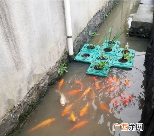 深水水库适合养什么鱼 ?t鱼水库养殖视频