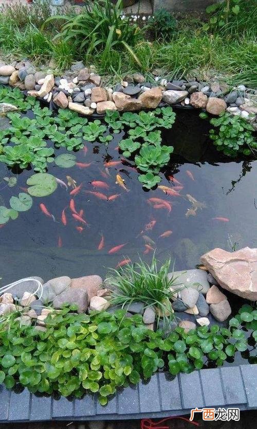 新鱼塘养鱼注意事项 活水养殖技术