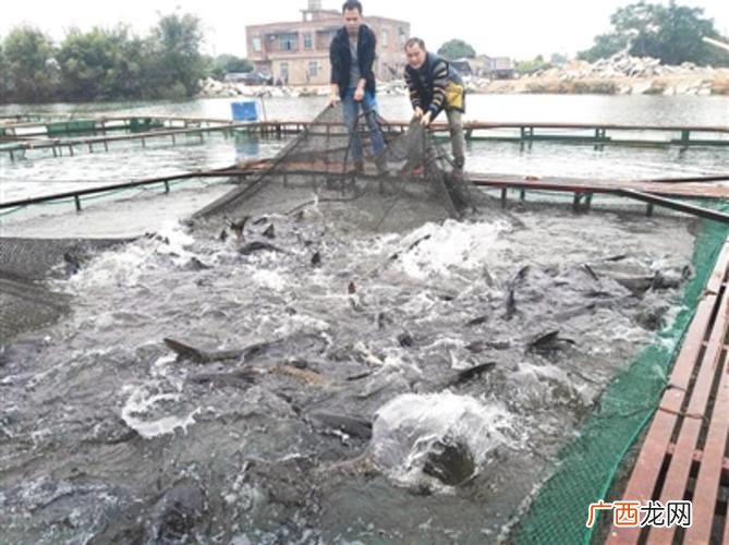 新鱼塘养鱼注意事项 活水养殖技术