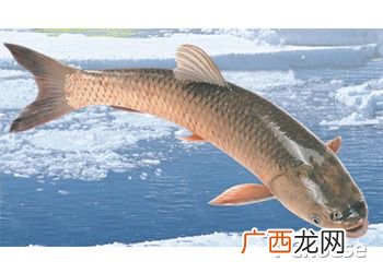 活水鱼塘养鱼技术大全 活水养殖视频
