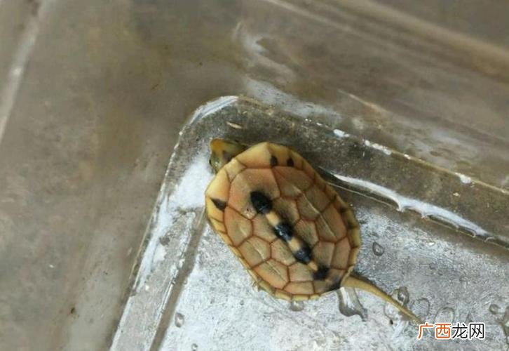 甲板龟多少钱一斤 甲板龟可以养殖吗