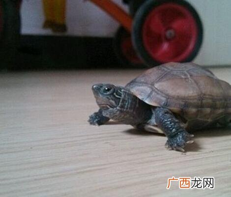 甲板龟多少钱一斤 甲板龟可以养殖吗