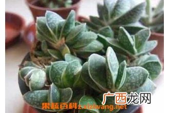 元宝兰如何养殖 元宝兰的养殖方法