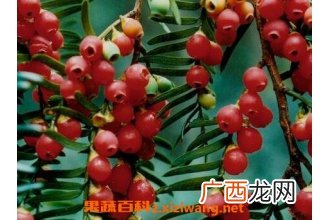 红豆杉的功效与作用及食用方法