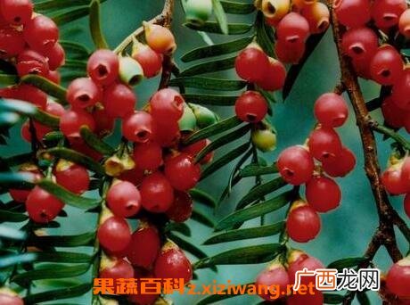 红豆杉的功效与作用及食用方法