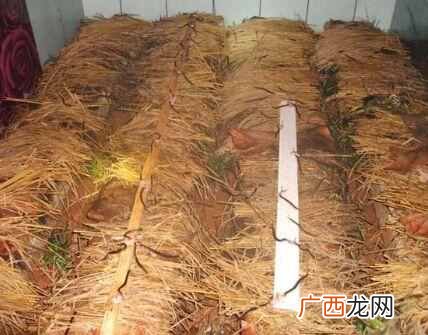 现在农村养殖什么最好（农村养殖什么销路好又