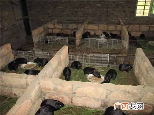 现在农村养殖什么最好（农村养殖什么销路好又