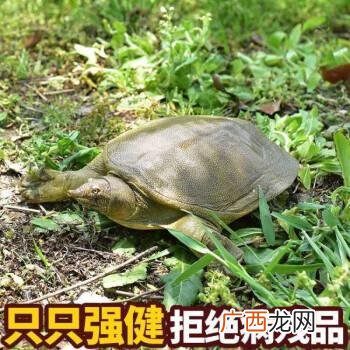 螺蛳青一亩养殖多少条 甲鱼养殖每亩产量