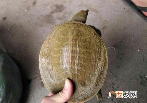 螺蛳青一亩养殖多少条 甲鱼养殖每亩产量