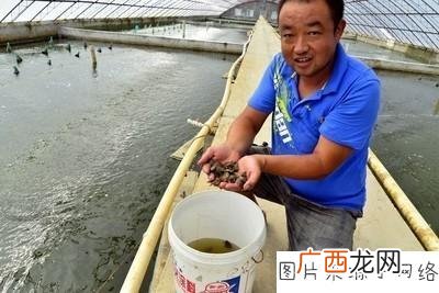 甲鱼养殖技术大全 甲鱼养殖每亩多少只