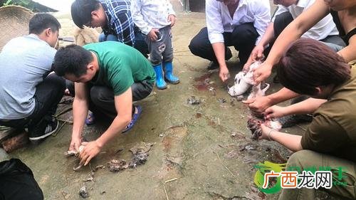 云南竹鼠养殖场在什么地方 江门古井竹鼠养殖厂