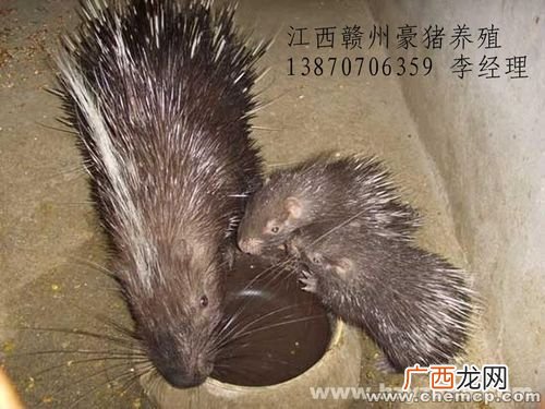 山东豪猪养殖基地 江西南昌豪猪养殖