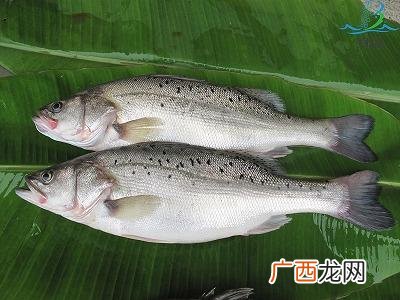 海鲳鱼有养殖的吗 江鱼可以养殖嘛