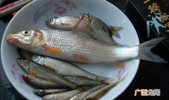 海鲳鱼有养殖的吗 江鱼可以养殖嘛