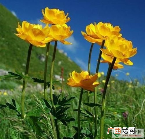 佛教金莲花代表什么 金莲花养殖