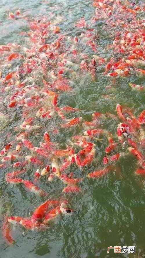 锦鲤一亩养殖利润 锦鲤养殖的前景