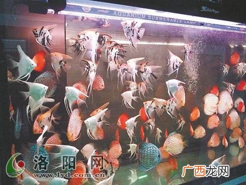 养锦鲤口诀 锦鲤养殖发展前景