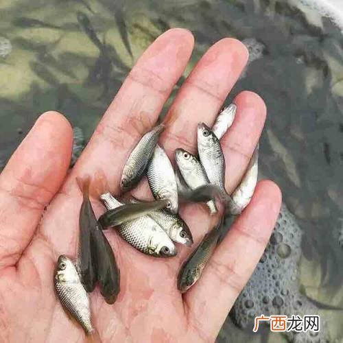 鲤鱼养殖 鲤鱼的养殖密度