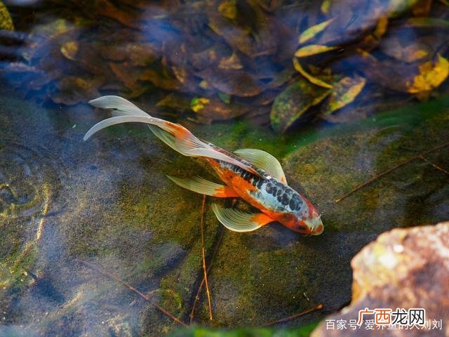 鲤鱼养殖 鲤鱼的养殖密度