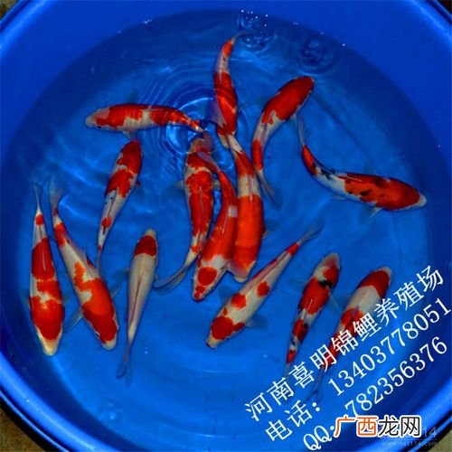 鲤鱼养殖 鲤鱼的养殖密度