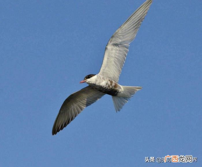 死如秋叶之静美的下一句是什么 生如夏花之绚烂死如秋叶之静美