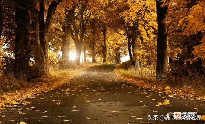 死如秋叶之静美的下一句是什么 生如夏花之绚烂死如秋叶之静美