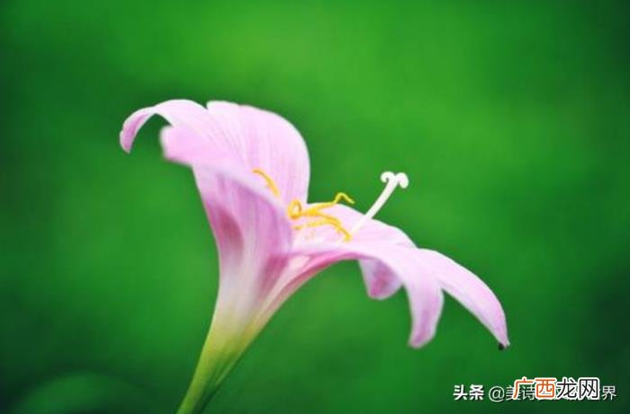 死如秋叶之静美的下一句是什么 生如夏花之绚烂死如秋叶之静美