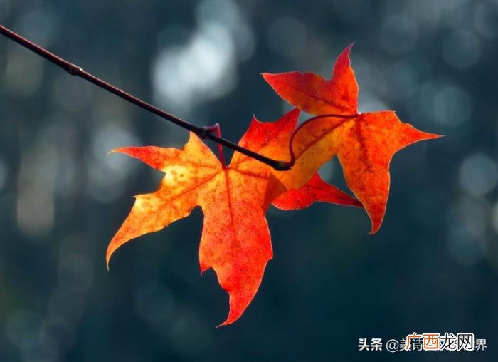 死如秋叶之静美的下一句是什么 生如夏花之绚烂死如秋叶之静美