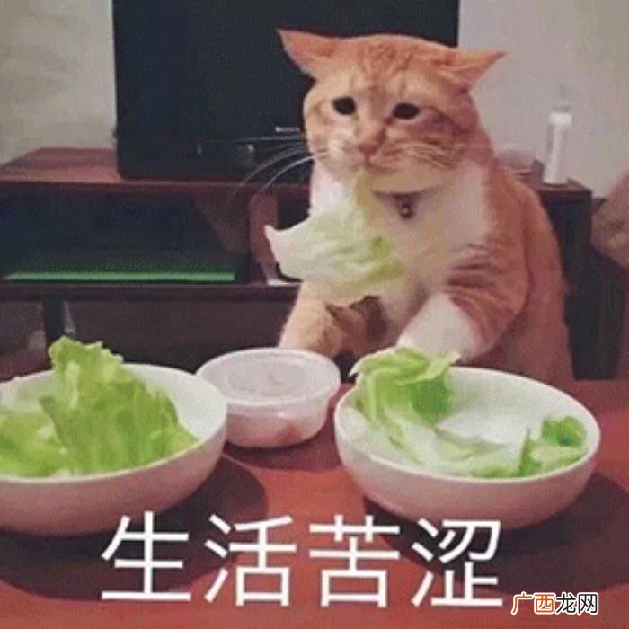 斗图表情包合集｜不生气 不生气图片