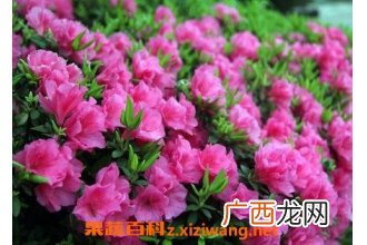 野生杜鹃花的养殖方法和注意事项