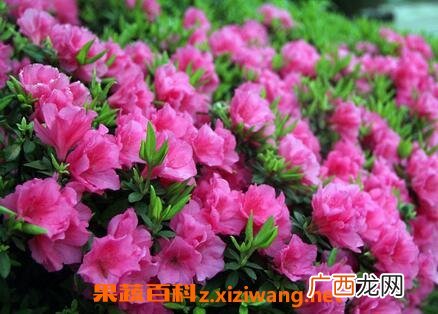 野生杜鹃花的养殖方法和注意事项