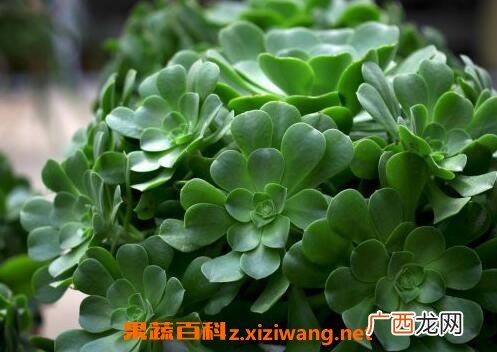 玉龙观音如何养殖 玉龙观音的养殖方法